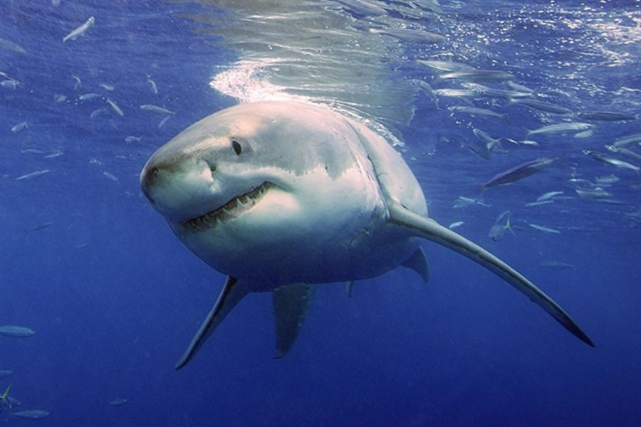 Tiburón blanco, en una imagen de archivo. / EP