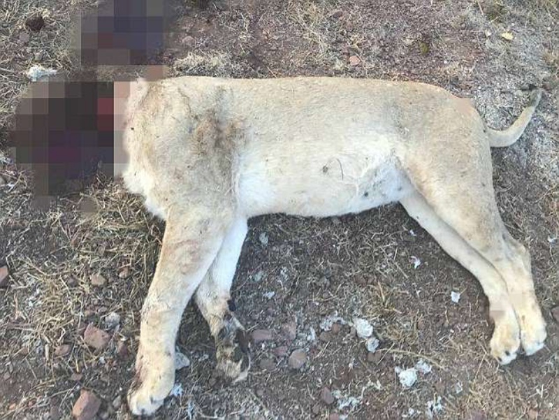 Asesinan y mutilan a varios leones de un parque salvaje para hacer rituales  de brujería