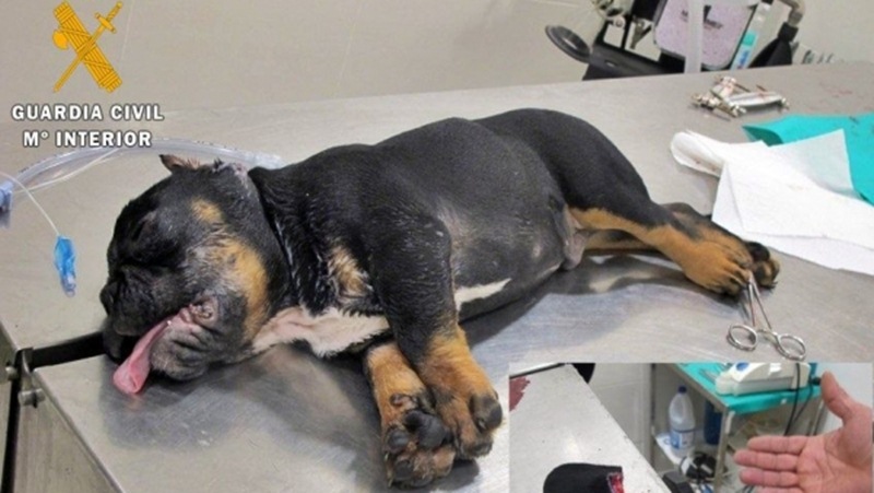 El perro, con una de las orejas ya cortadas por el falso veterinario. / GUARDIA CIVIL