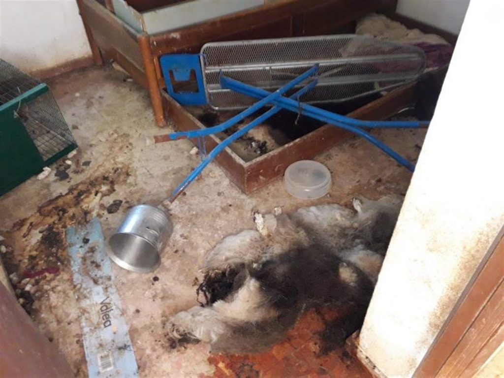 DESAHUCIO CHALET PERROS MUERTOS