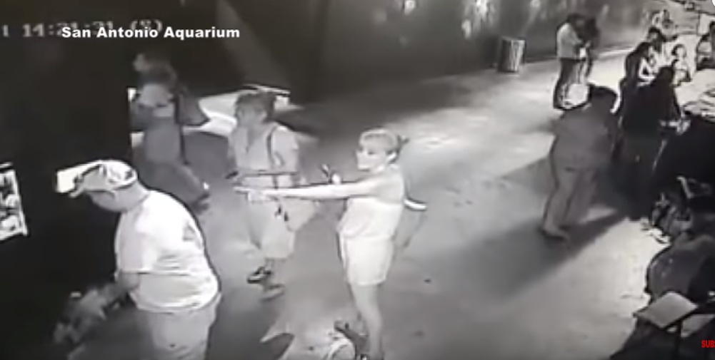 Imagen de la cámara de seguridad del acuario. / YOUTUBE