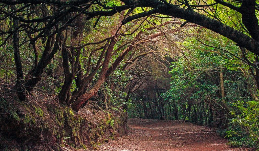 Las húmedas laurisilvas canarias y los bosques afromontanos se consideran puntos calientes de biodiversidad. DA
