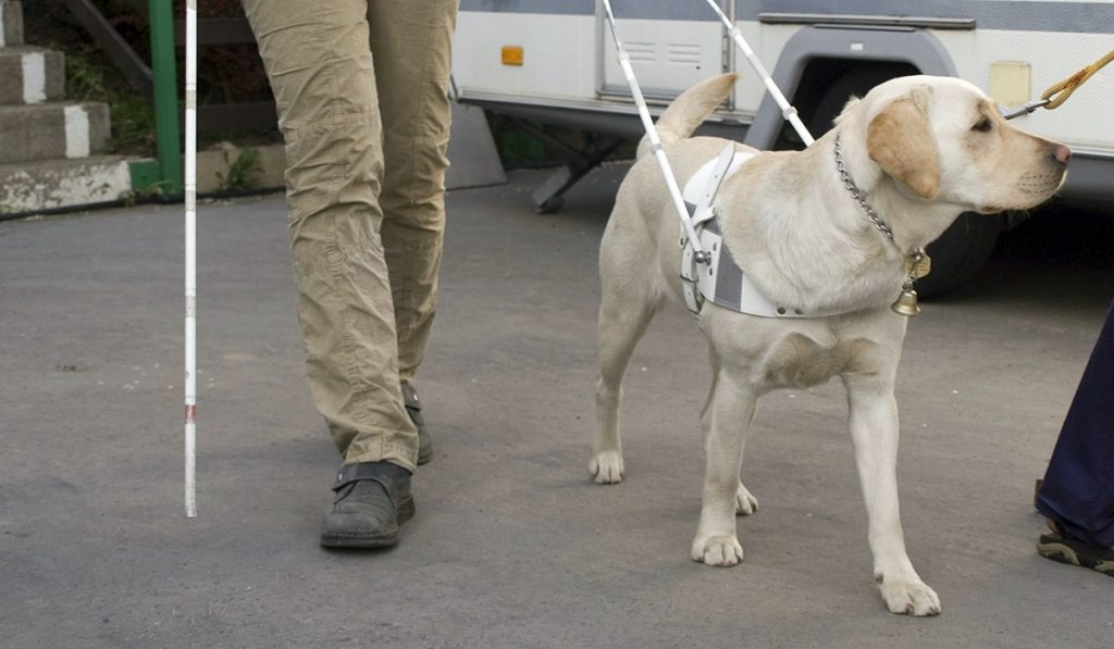 La Asociación de Usuarios de Perros Guía de Canarias recuerda que sus animales no son mascotas. DA