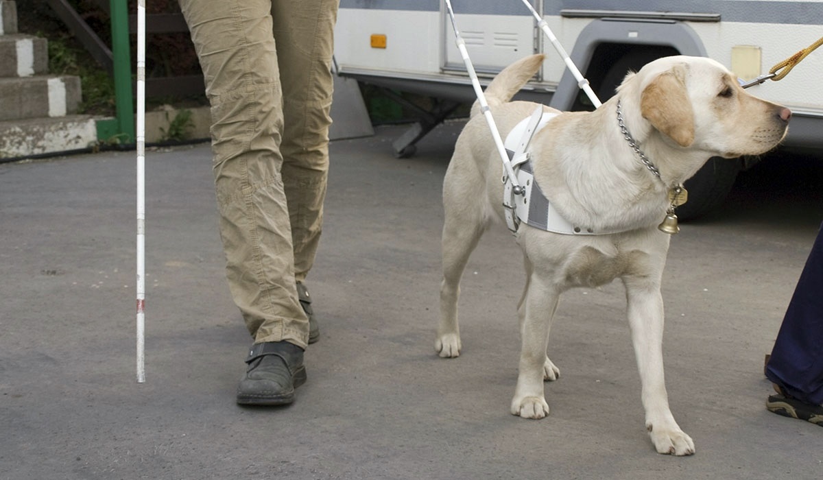 La Asociación de Usuarios de Perros Guía de Canarias recuerda que sus animales no son mascotas. DA