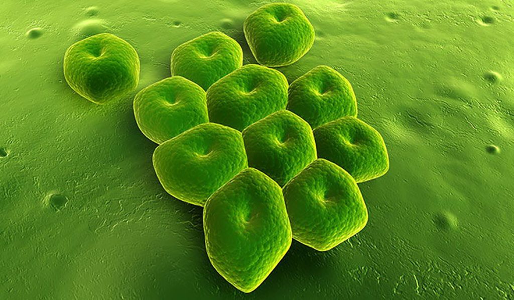 Acinetobacter baumannii