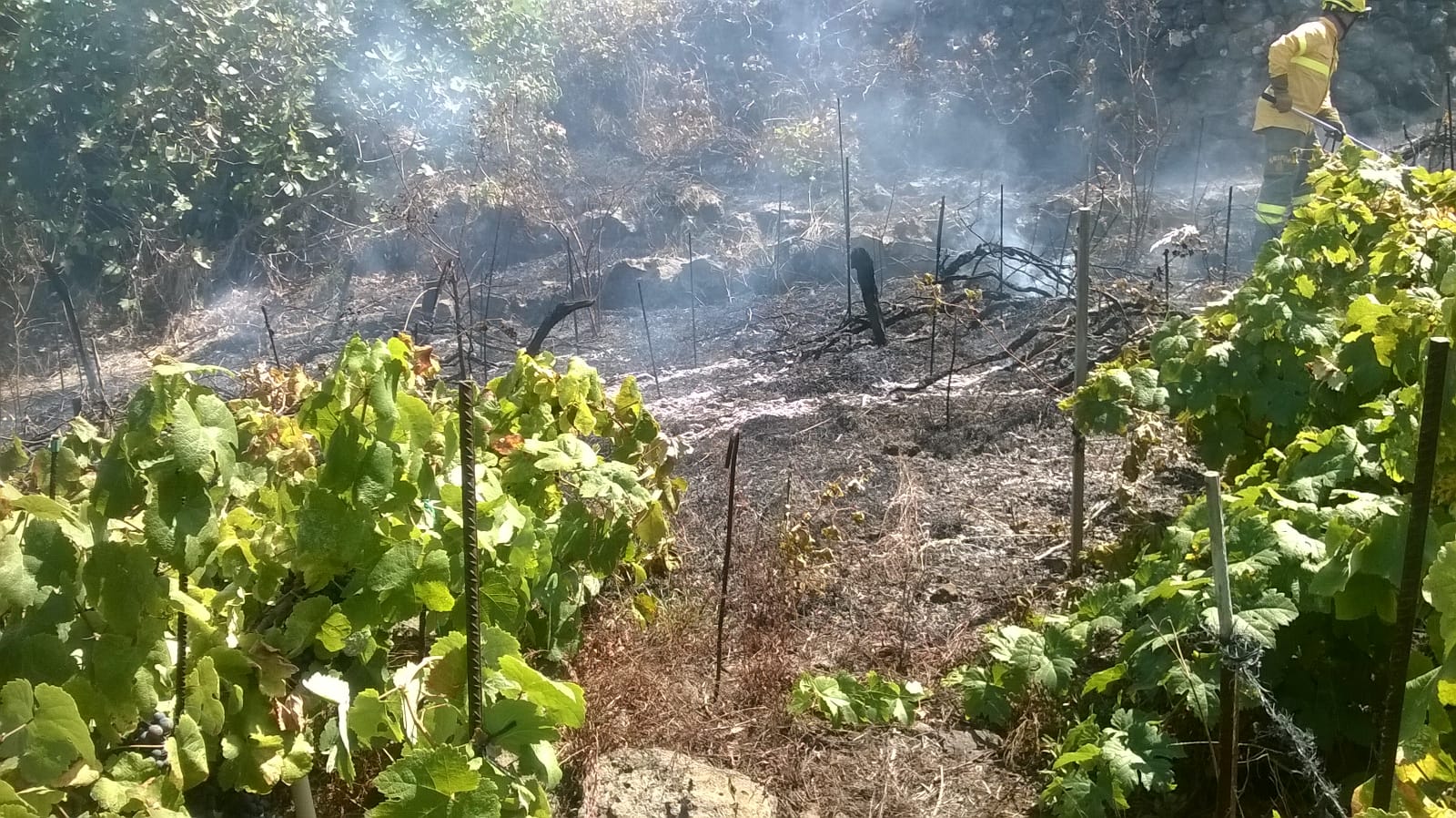 Sofocado un conato de incendio en La Orotava. / CECOPAL