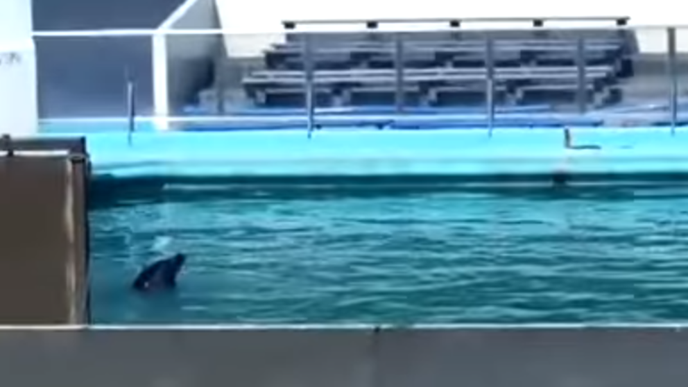 Un delfín y 46 pingüinos, abandonados a su suerte en un parque acuático. / YOUTUBE