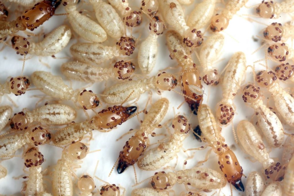 Termitas