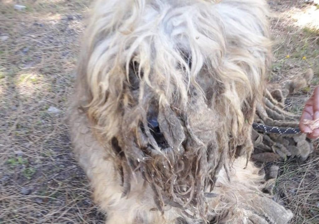 Rasti, perro abandonado en Santiago del Teide| DA