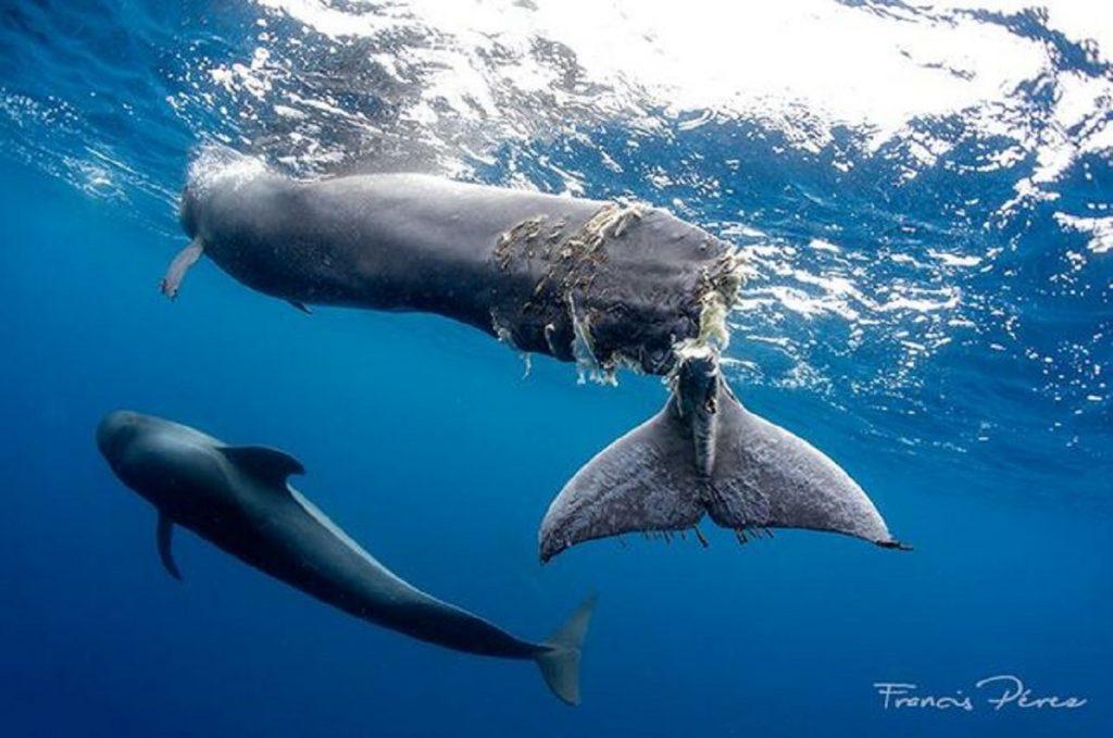 BALLENA HERIDA SACRIFICADA EN ARONA