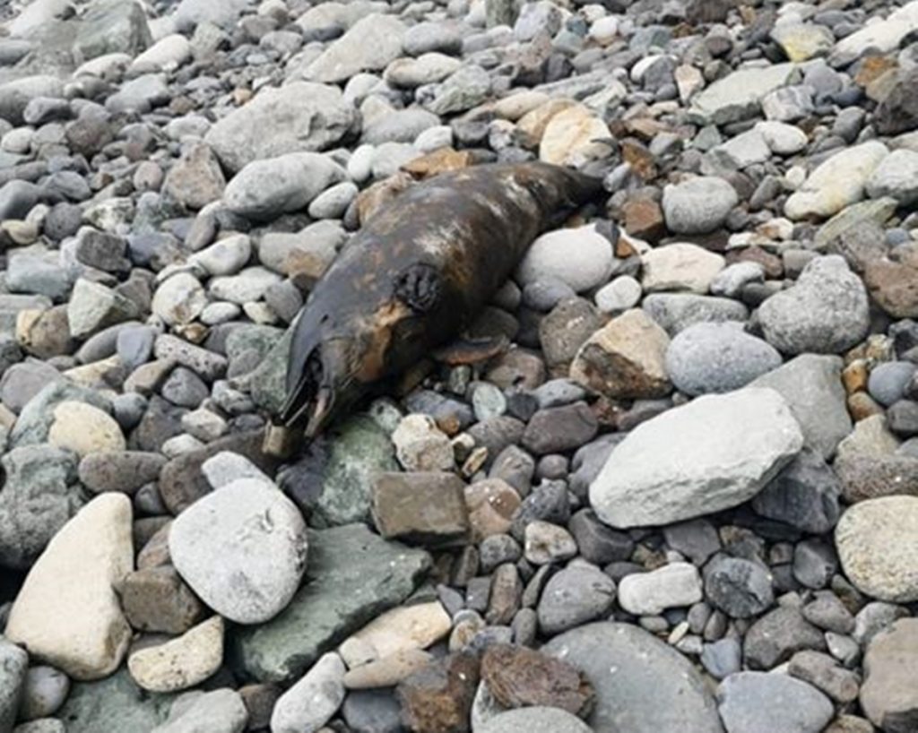 Delfín encontrado en playa de Benijos| DA