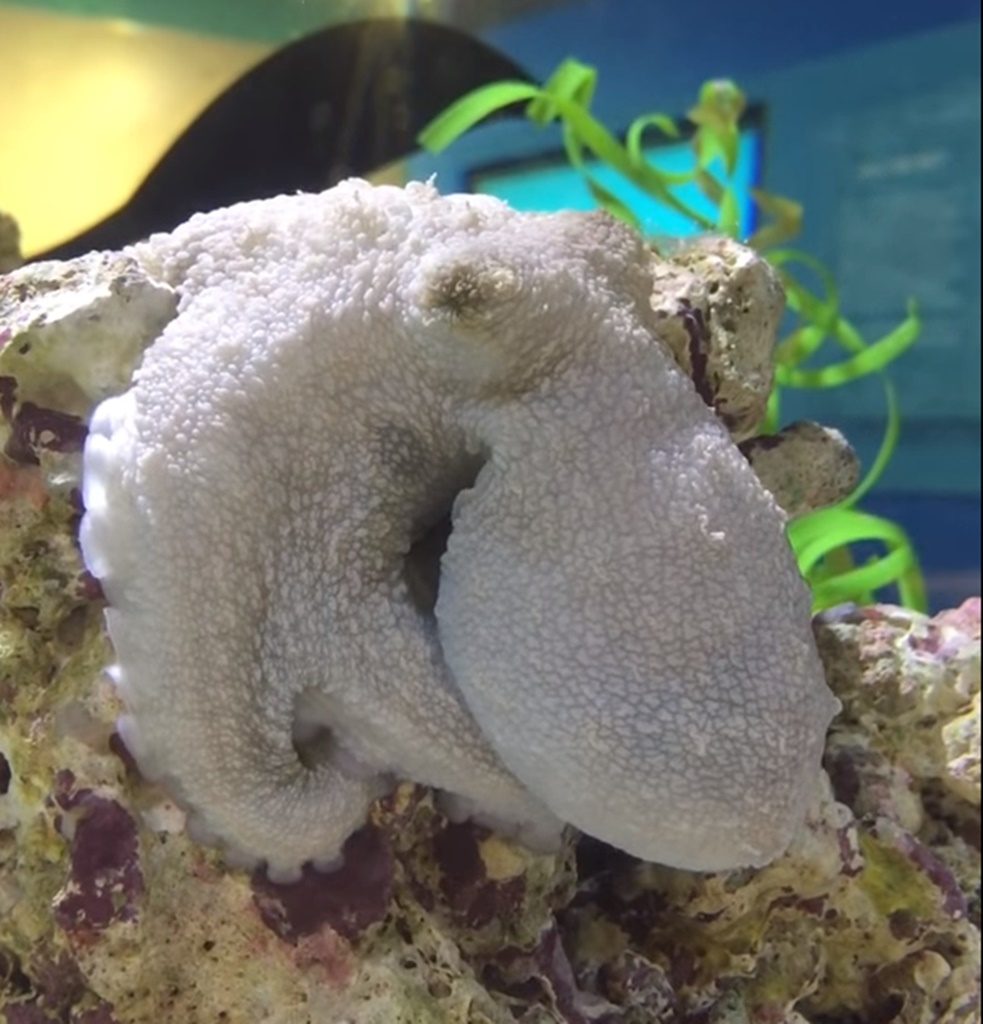 pulpo caribeño