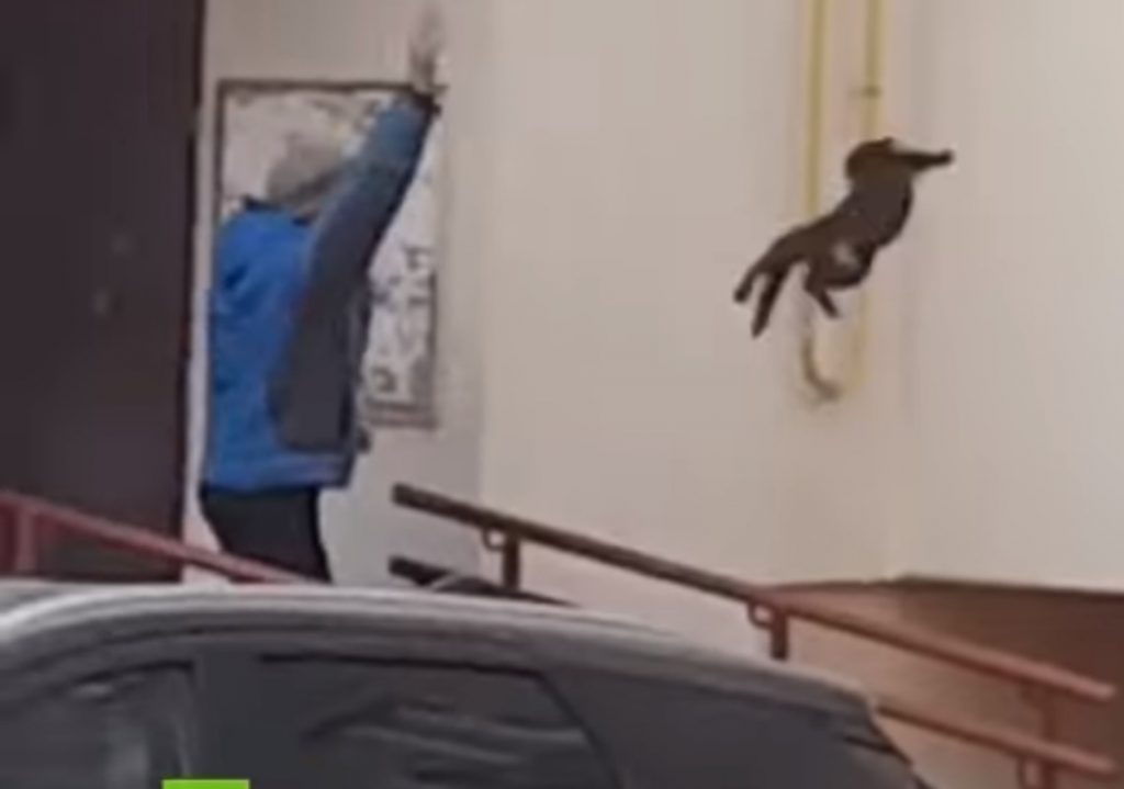 mujer lanza gato