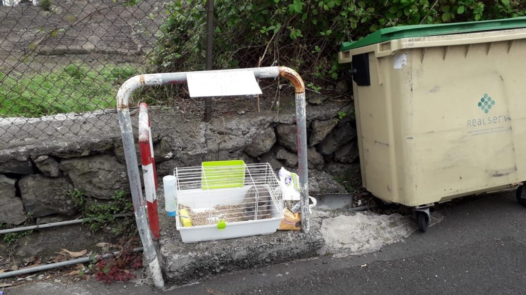 Conejito abandonado junto a la basura en Los Realejos|FB