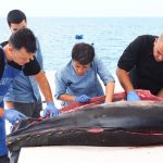 Ronqueo de un atún en Guía de Isora