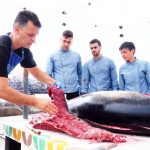 Ronqueo de un atún en Guía de Isora