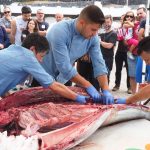 Ronqueo de un atún en Guía de Isora