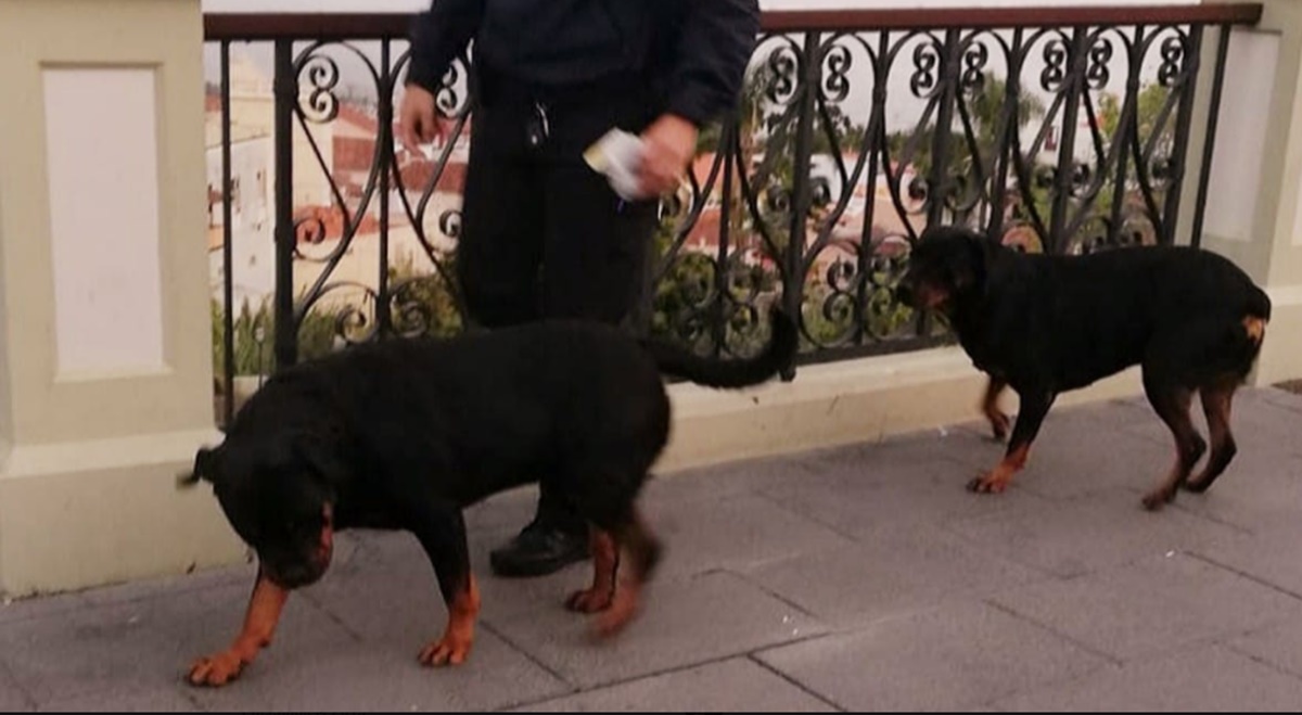 Perros encontrados en La Orotava. Facebook