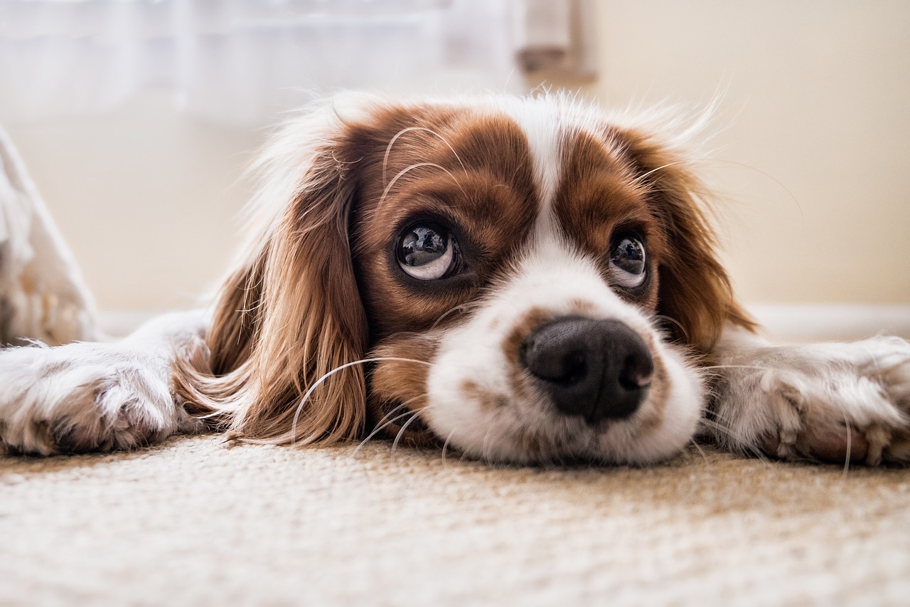 Perro. Pixabay
