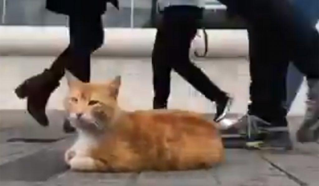 GATO ESTAMBUL