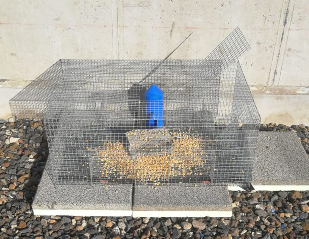 la laguna jaulas captura palomas.jpeg web
