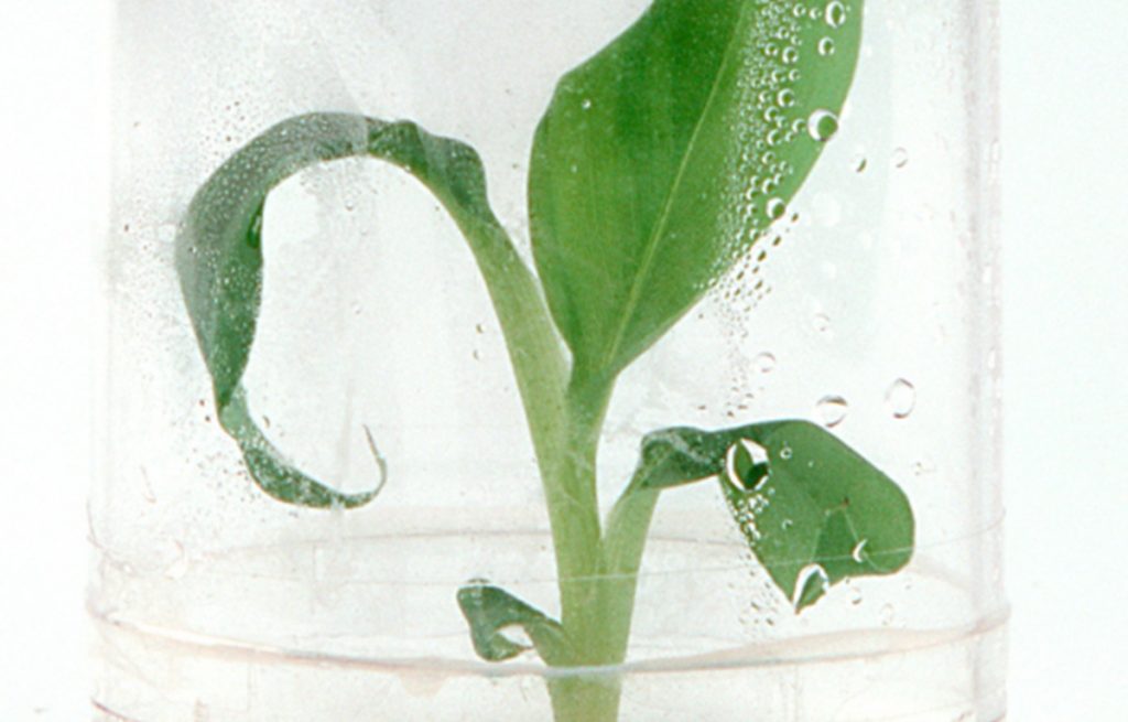 Cultivo In vitro. Cultesa
