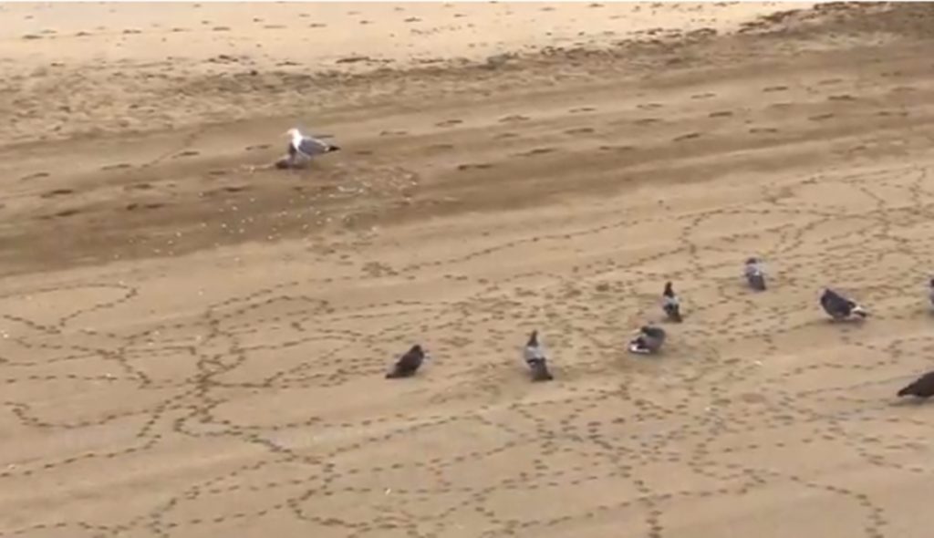 Gaviota se come a paloma en la playa de Las Canteras