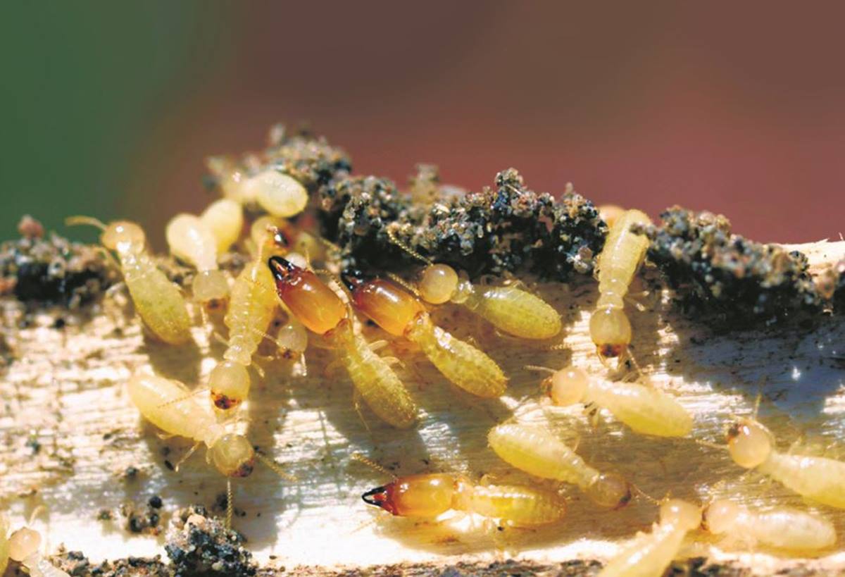 La plaga de termitas, incontrolada en Tenerife. DA