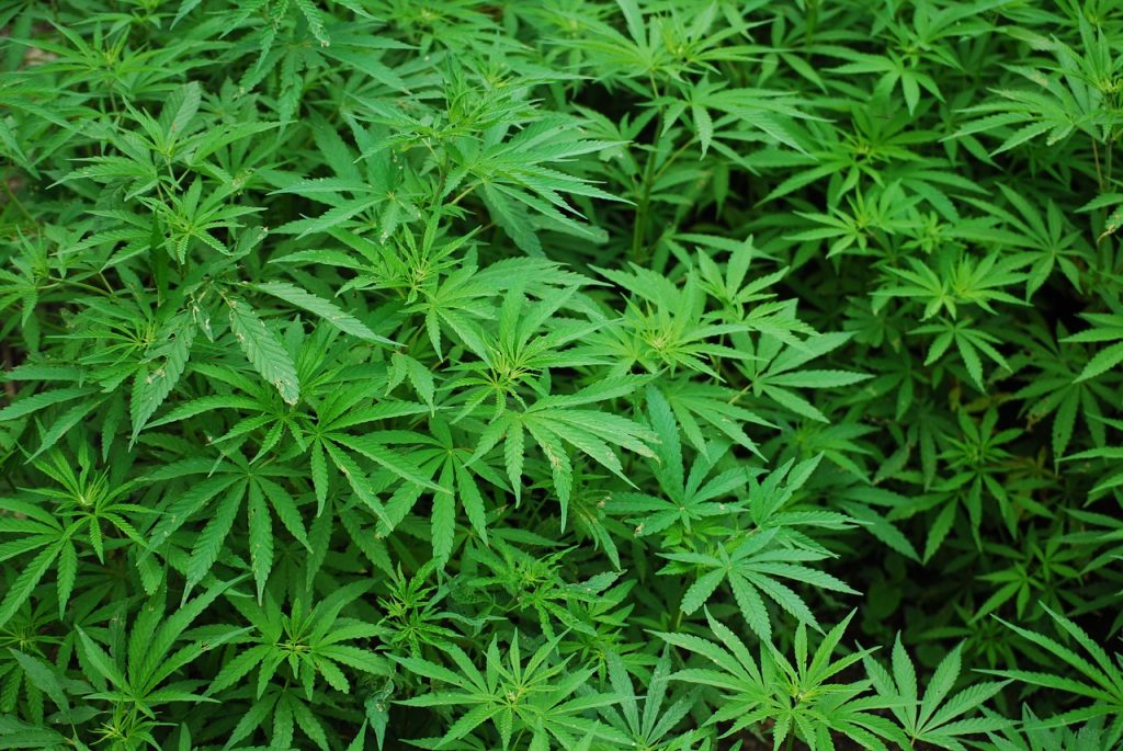 Marihuana. Pixabay