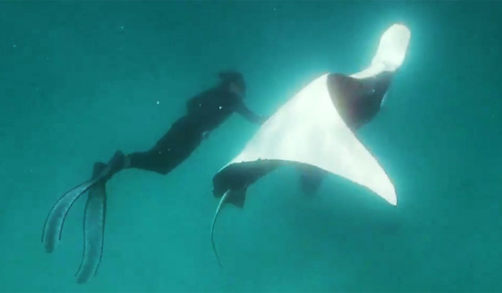 MANTARRAYA ANZUELOS AUSTRALIA