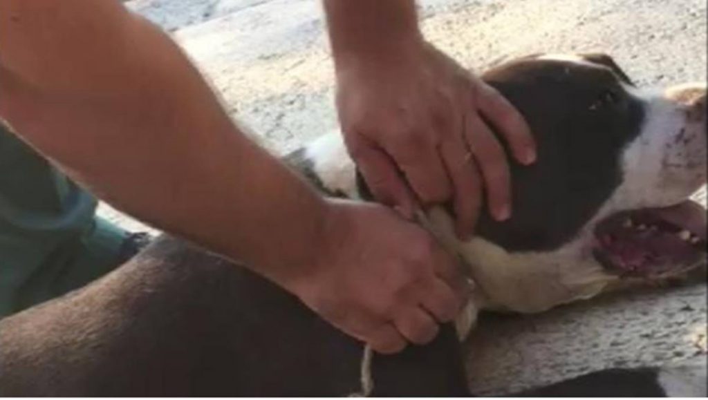 Imagen del perro atado por el cuello. Guardia Civil