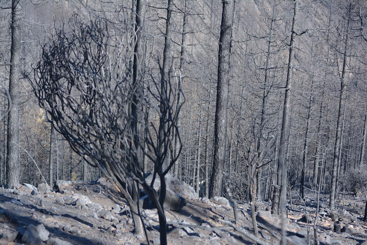INCENDIO GRAN CANARIA 2019 1