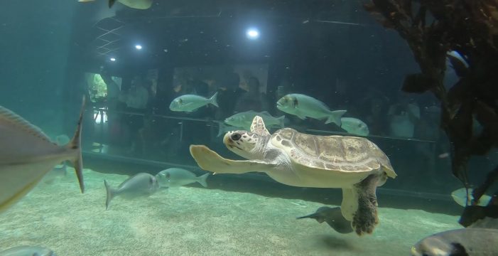 Loro Parque acoge a Federica, una tortuga marina con lesiones irreversibles