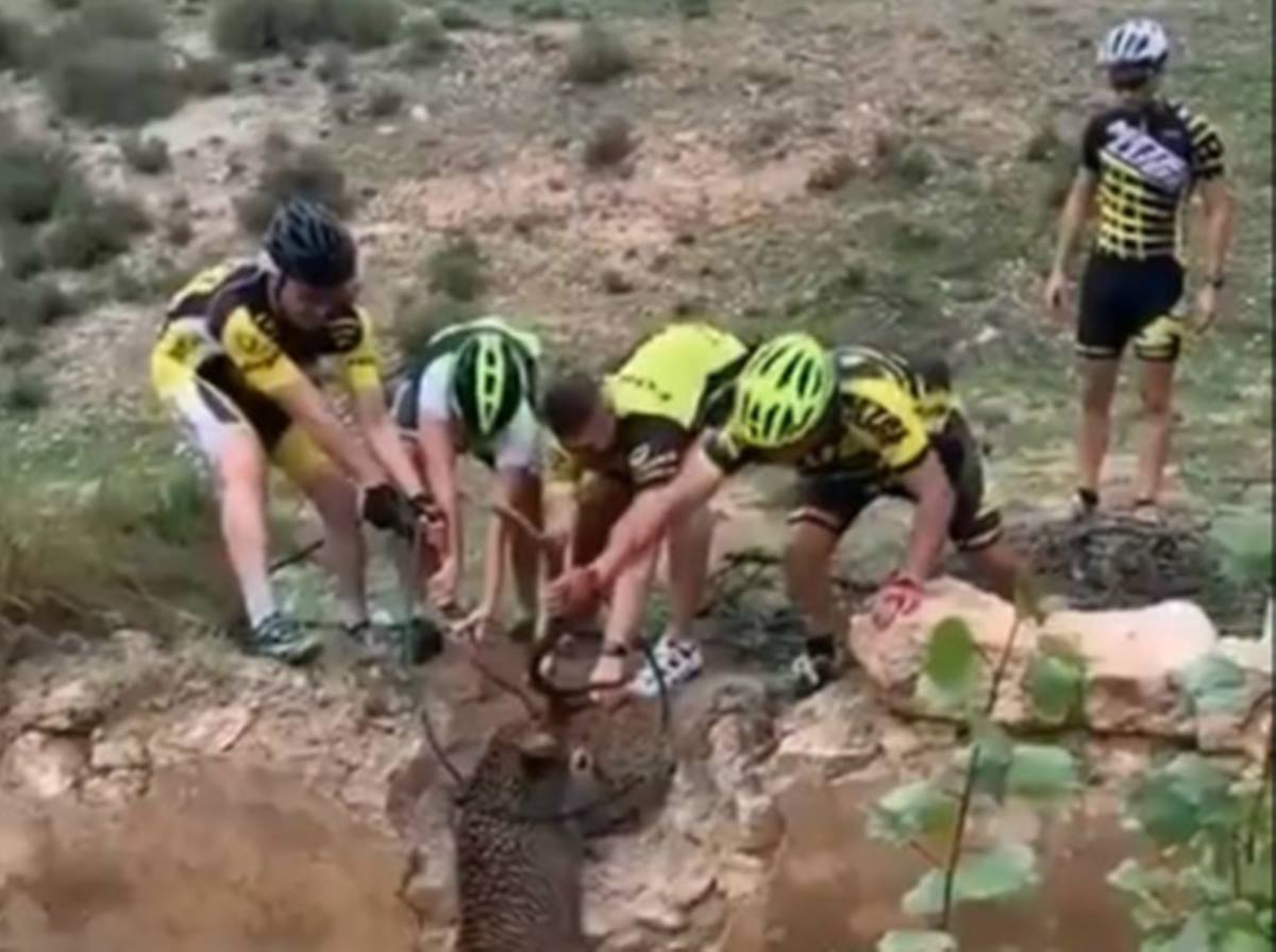 El aplaudido rescate de unos ciclistas a un ciervo que casi muere ahogado. Twitter