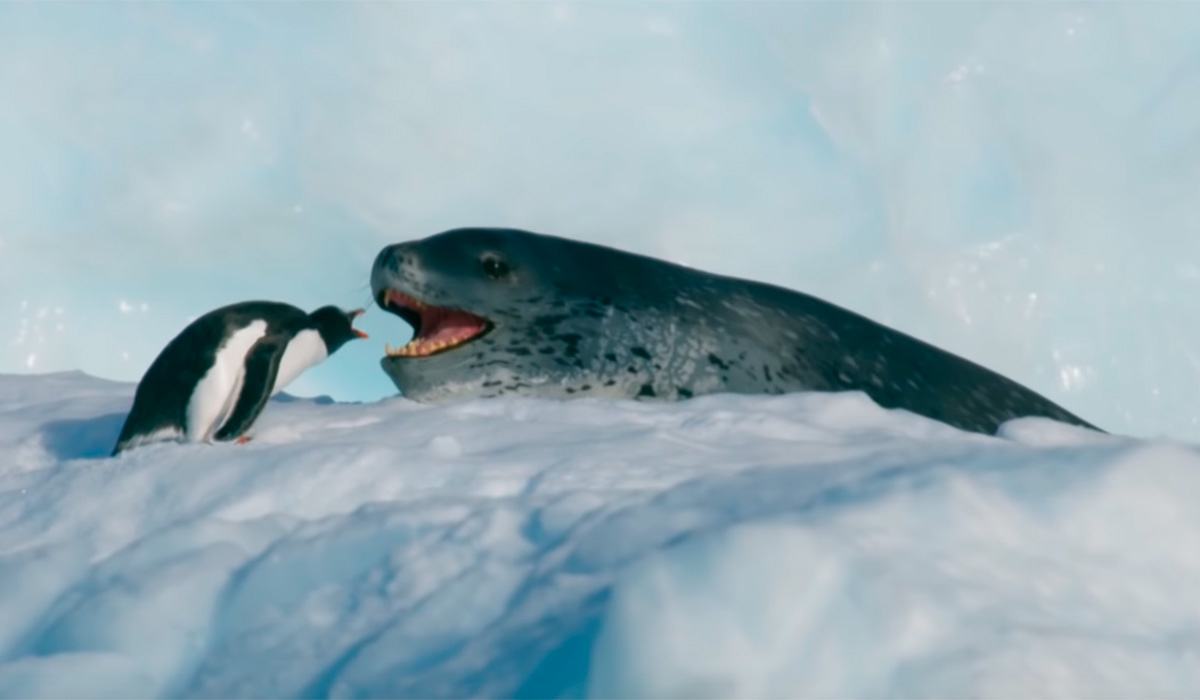 Carrera mortal por la libertad: un pingüino y un león marino protagonizan  esta espectacular escena digna de Oscar