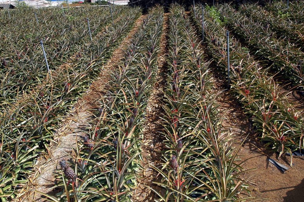 La piña tropical de El Hierro puede ser la más perjudicada por la aplicación de esta nueva normativa. DA