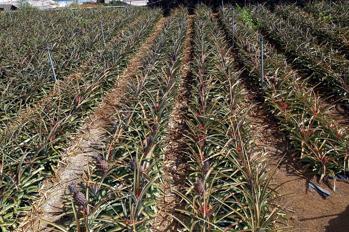 La piña tropical de El Hierro puede ser la más perjudicada por la aplicación de esta nueva normativa. DA