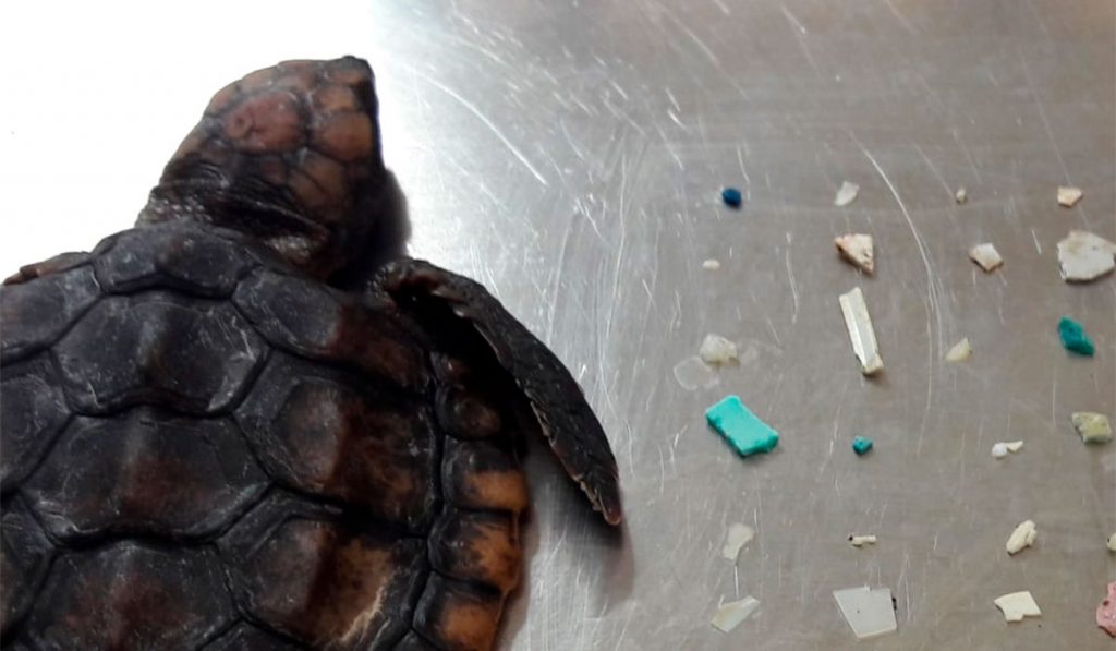 TORTUGA BOBA PLÁSTICOS
