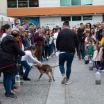 Feria animales de compañía Santa Cruz y La Laguna