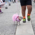 Feria animales de compañía Santa Cruz y La Laguna