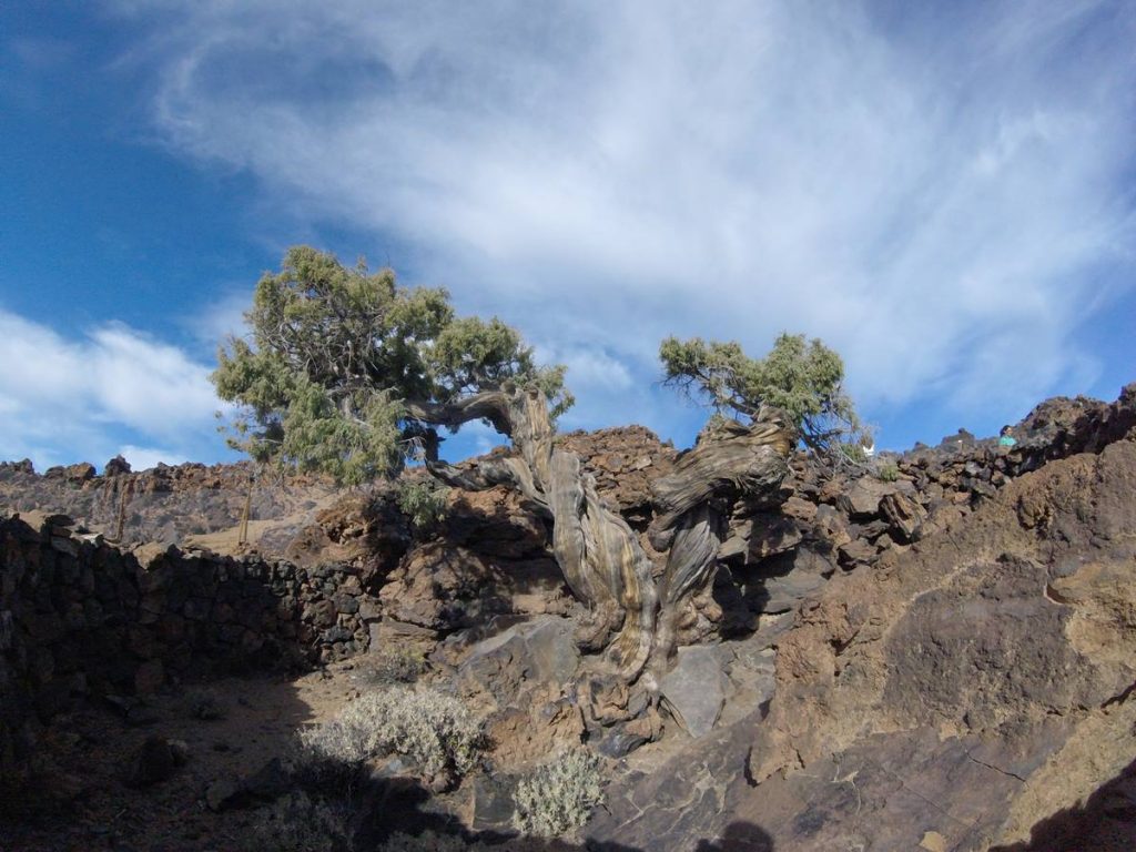 El vetusto cedro canario, conocido como el Patriarca, se encuentra en un lugar de difícil acceso, protegido con muros de piedra y vallas para garantizar su conservación. DA