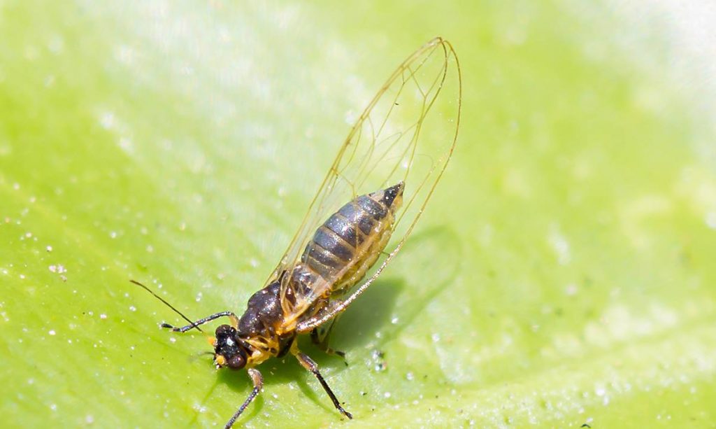Triosa erytrea, insecto que trasmite el brote amarillo de los cítricos, presente en Canarias desde 2002.