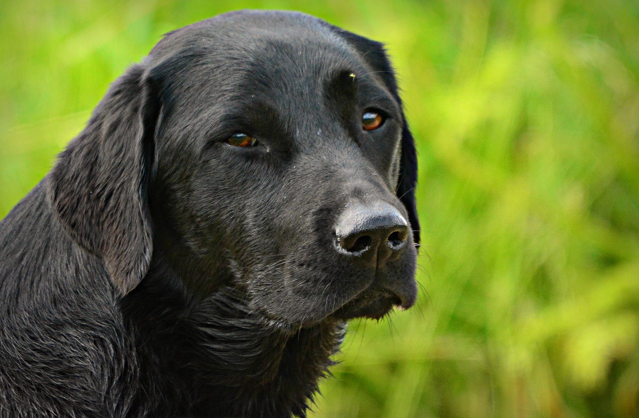 Perra labradora. Pixabay