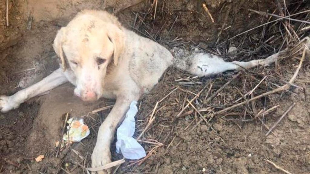 RESCATE TITÁN PERRO JAEN