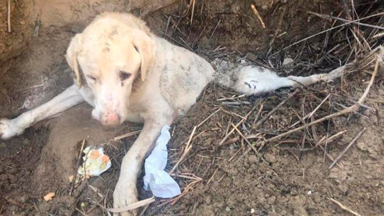 RESCATE TITÁN PERRO JAEN