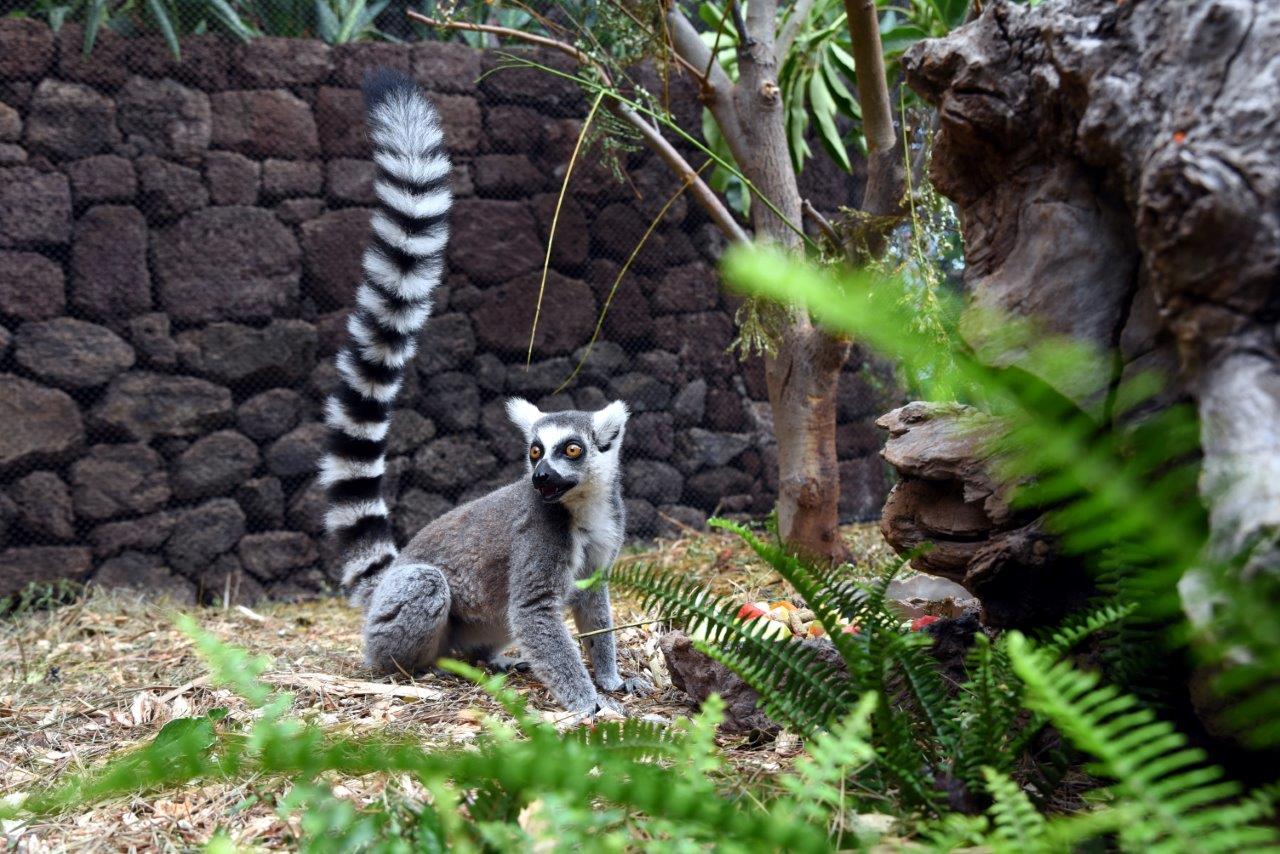 Cría de lémur en Loro Parque