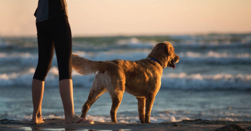 Tenerife prepara un plan de playas para perros
