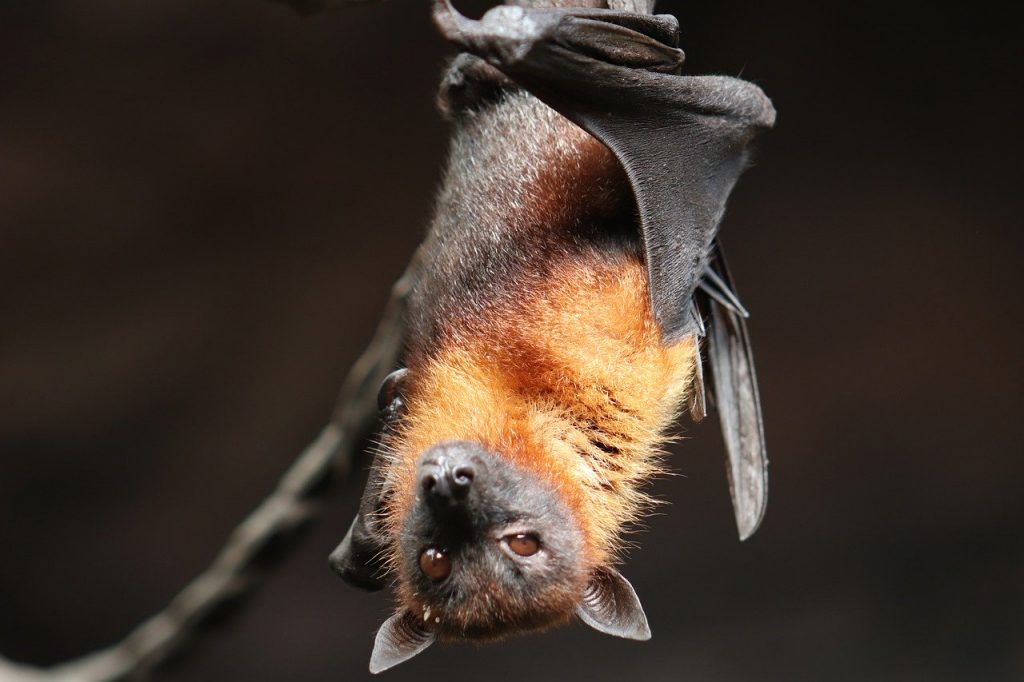 Crean células madre de murciélagos para estudiar cómo sobreviven al COVID
