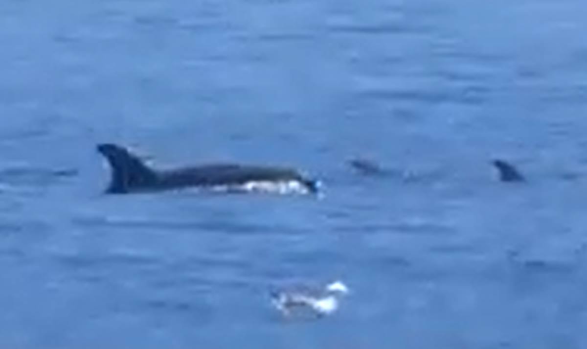 Delfines en el Puertito de Güímar. DA