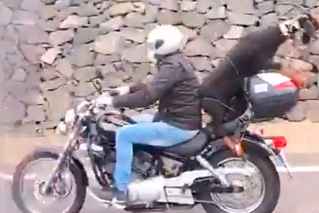CABRA MOTO TENERIFE OROTAVA